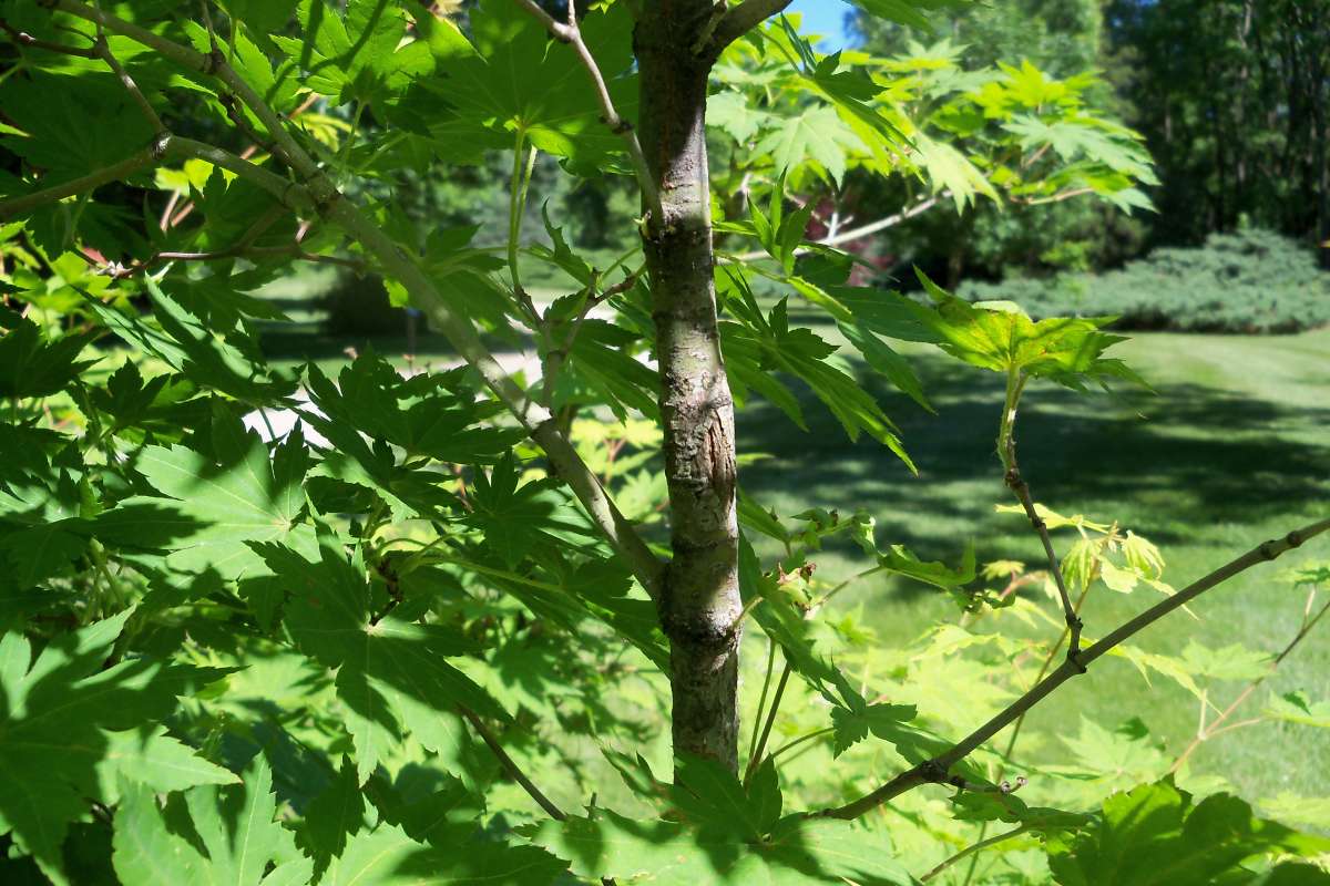 Trunk<br>(Location of Picture: Klehm Arb., Illinois, June 2, 2016)