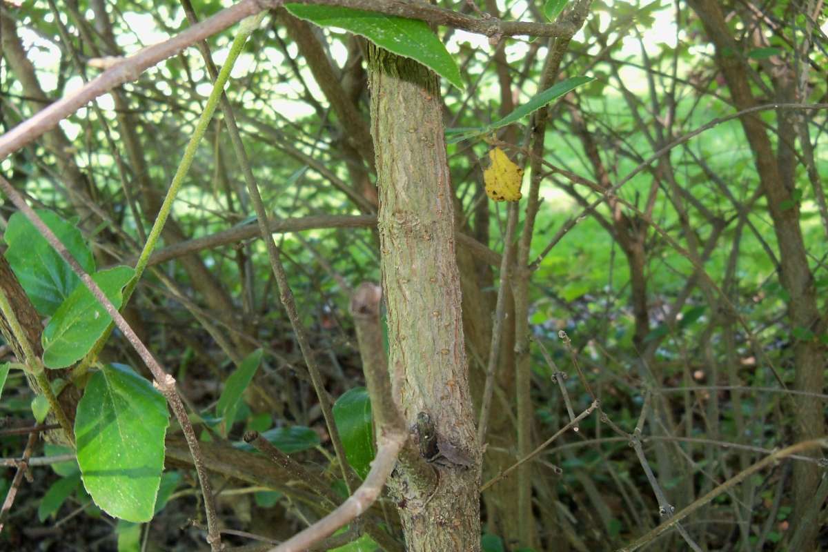 Young Trunk<br>(Location of Picture: Klehm Arb., Illinois, June 2, 2016)