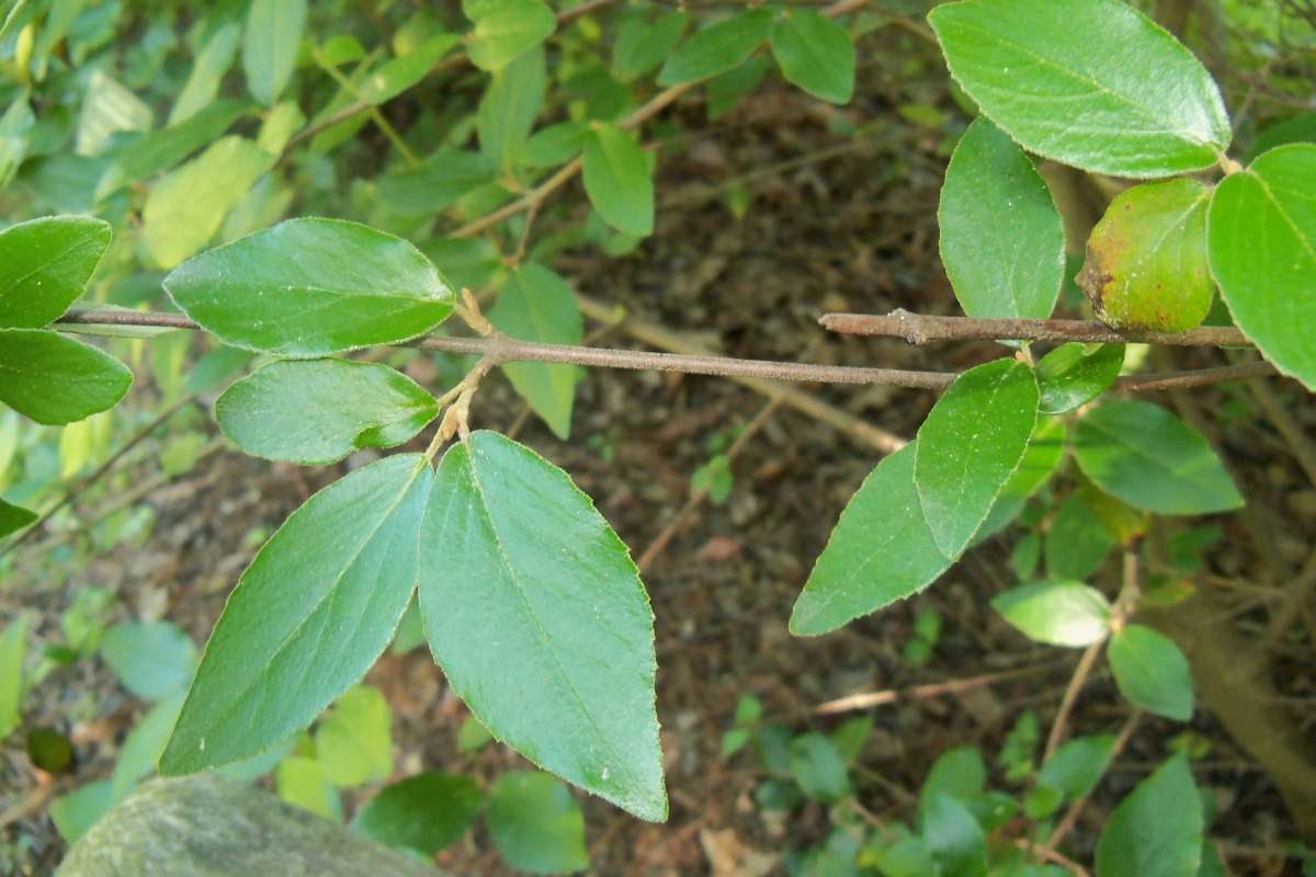 Twig<br>(Location of Picture: Klehm Arb., Illinois, June 2, 2016)