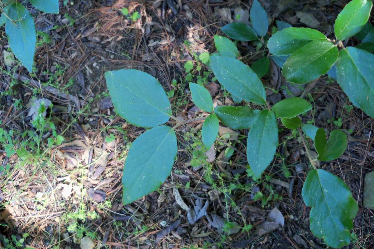 Leaves<br>(Location of Picture: Klehm Arb., Illinois, June 2, 2016)