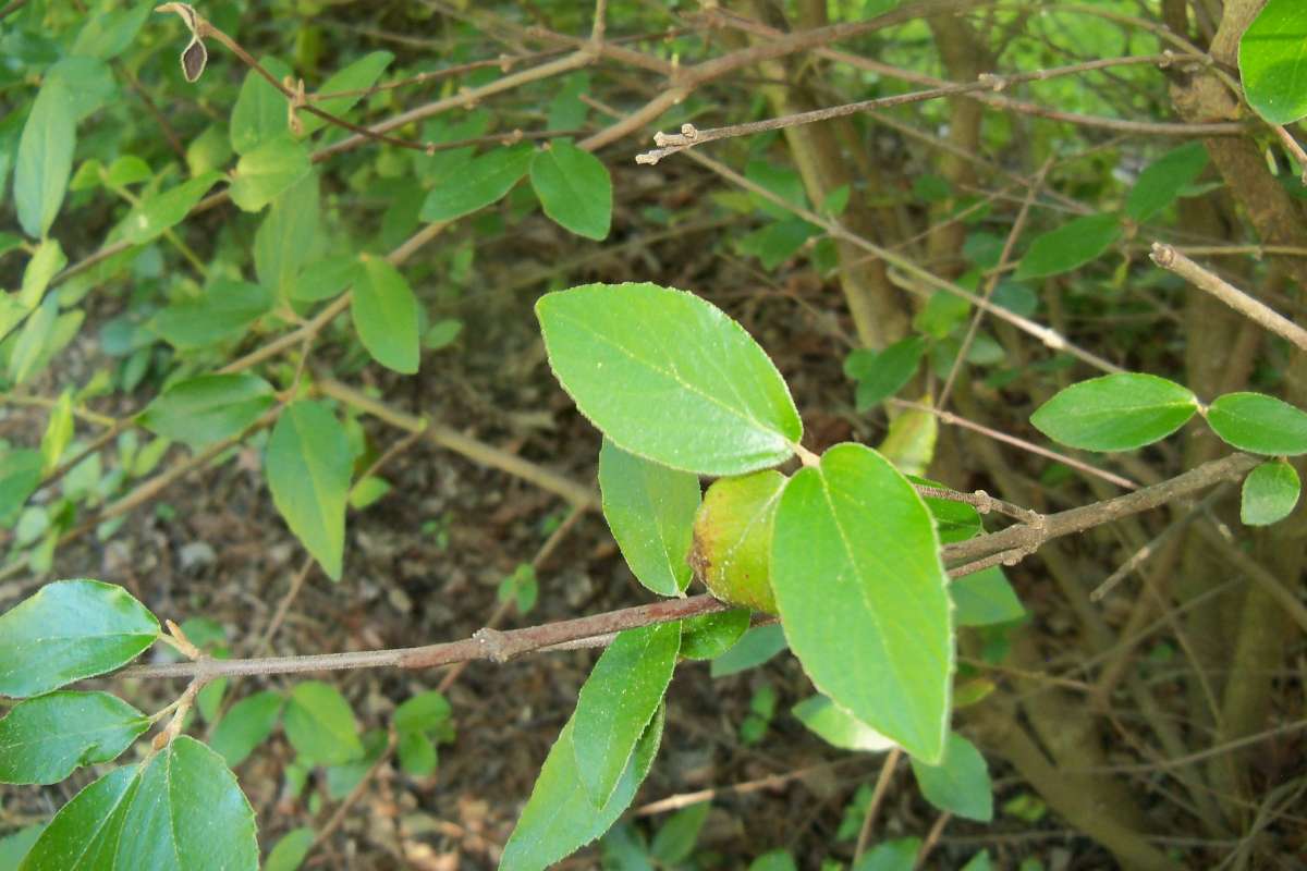 Branch<br>(Location of Picture: Klehm Arb., Illinois, June 2, 2016)