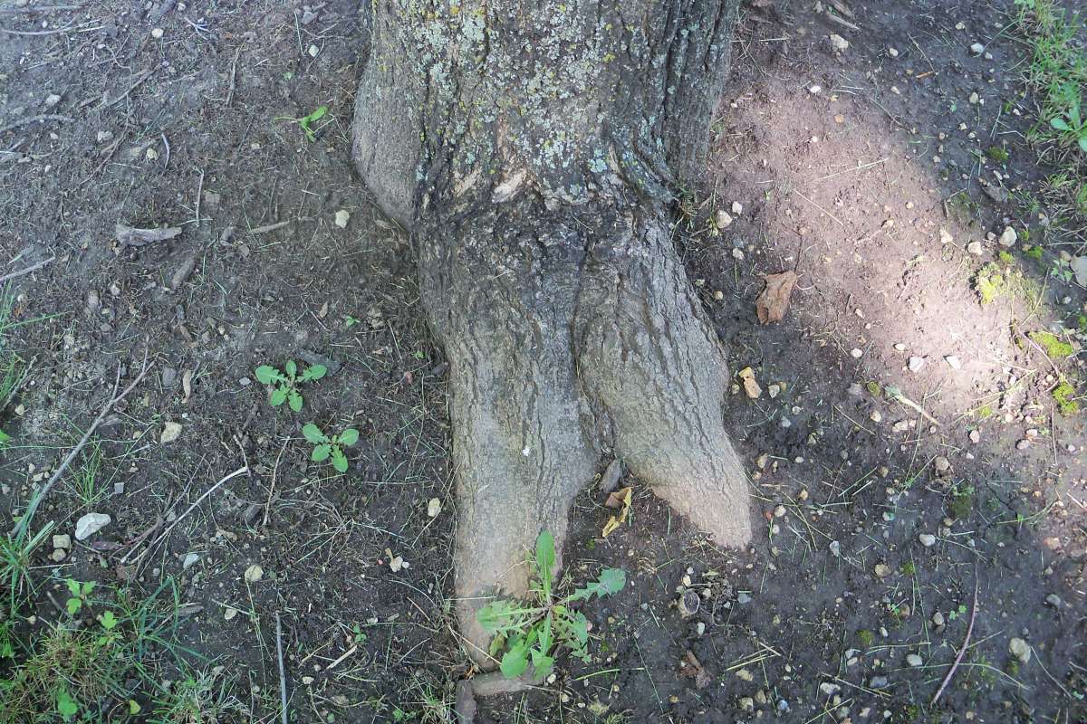 Trunk Base<br>(Location of Picture: Klehm Arb., Illinois, June 2, 2016)
