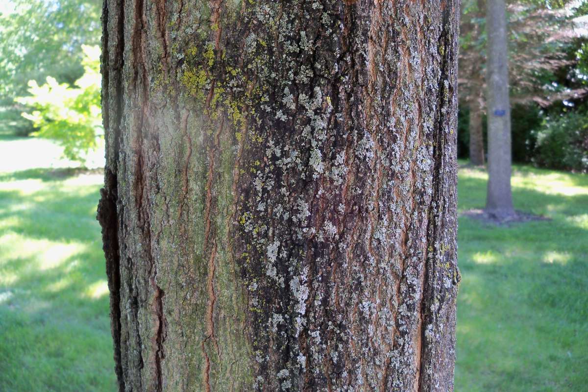 Bark<br>(Location of Picture: Klehm Arb., Illinois, June 2, 2016)