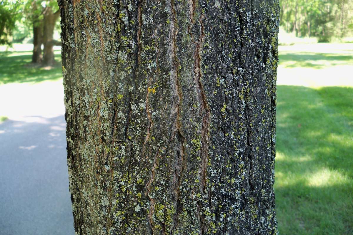 Bark<br>(Location of Picture: Klehm Arb., Illinois, June 2, 2016)