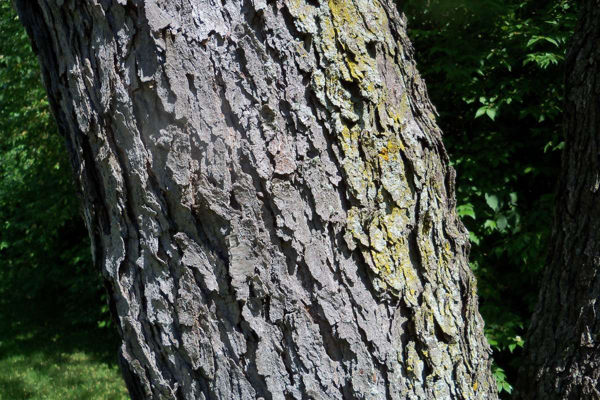 Bark<br>(Location of Picture: Klehm Arb., Illinois, June 2, 2016)