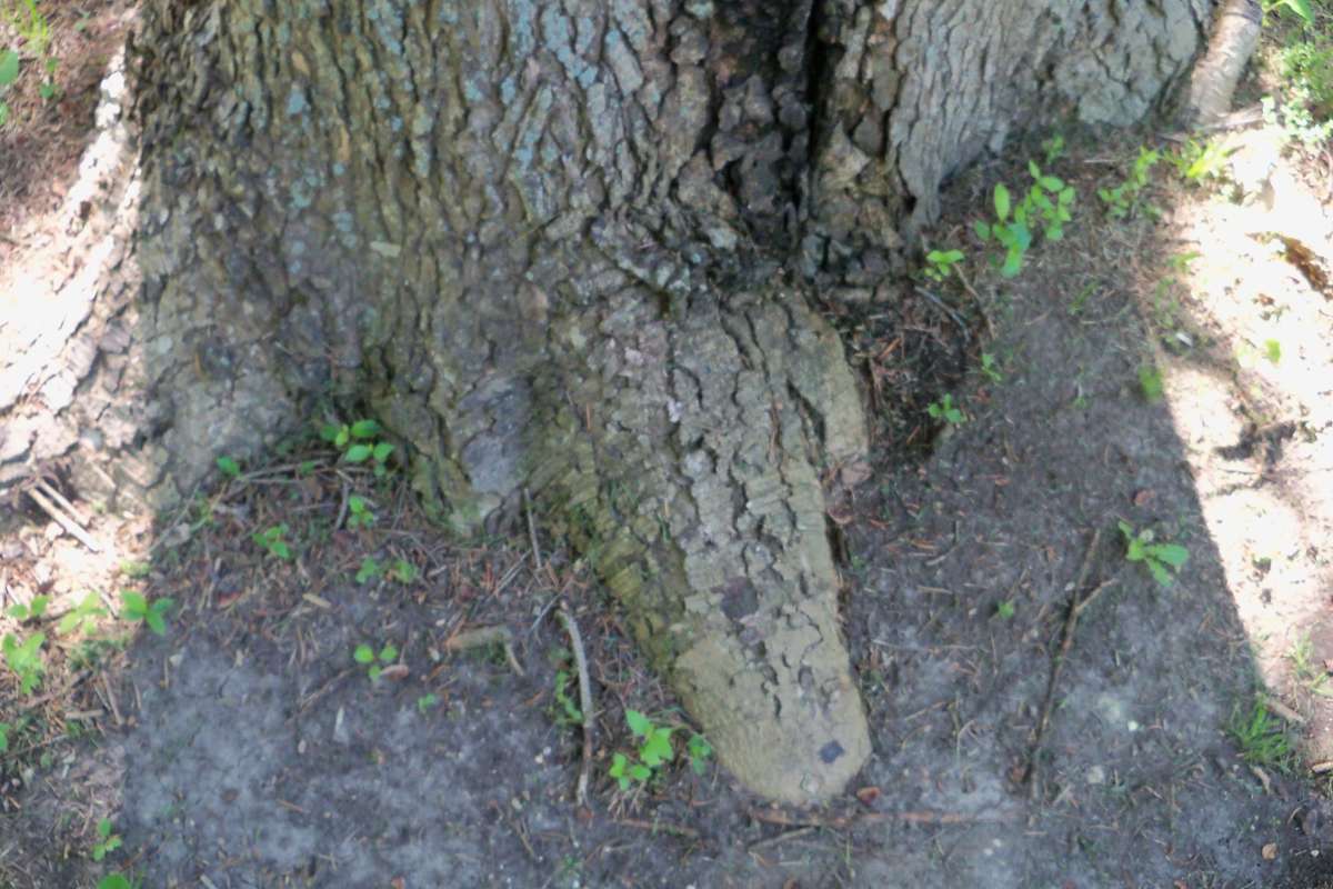 Trunk Base<br>(Location of Picture: Klehm Arb., Illinois, June 2, 2016)