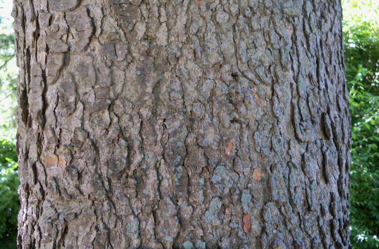 Bark<br>(Location of Picture: Klehm Arb., Illinois, June 2, 2016)