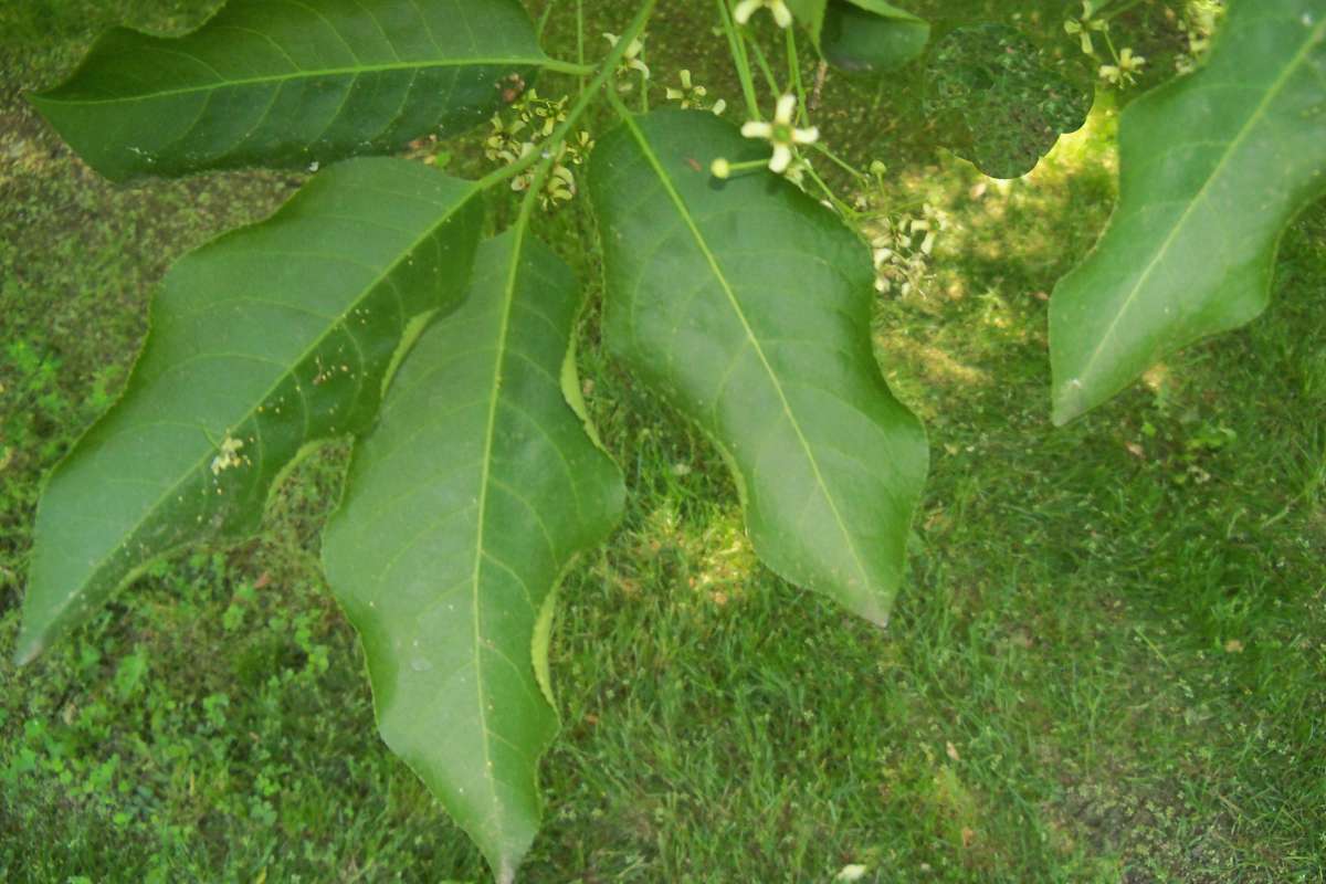 Leaves<br>(Location of Picture: Klehm Arb., Illinois, June 2, 2016)