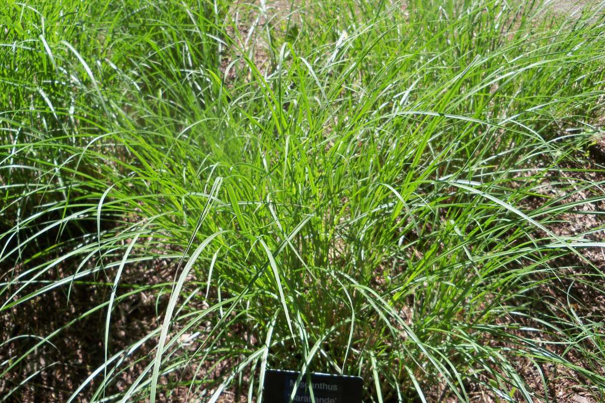 Late Spring Leaves<br>(Location of Picture: Klehm Arb., Illinois, June 2, 2016)