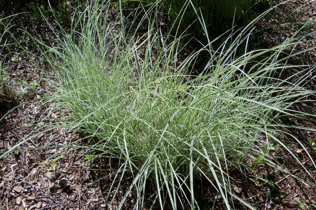 Late Spring Leaves<br>(Location of Picture: Klehm Arb., Illinois, June 2, 2016)