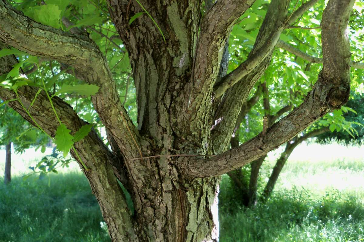 Mature Trunk<br>(Location of Picture: Klehm Arb., Illinois, June 2, 2016)