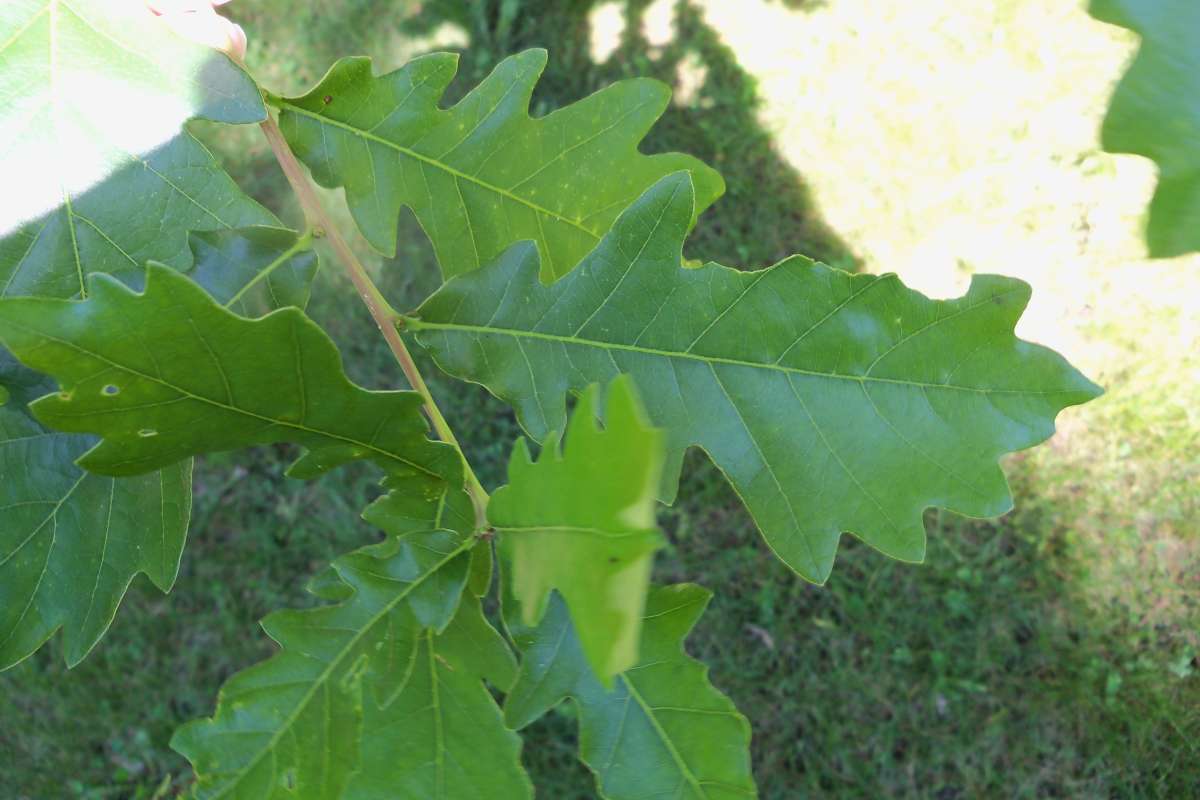 Leaf<br>(Location of Picture: Klehm Arb., Illinois, June 2, 2016)