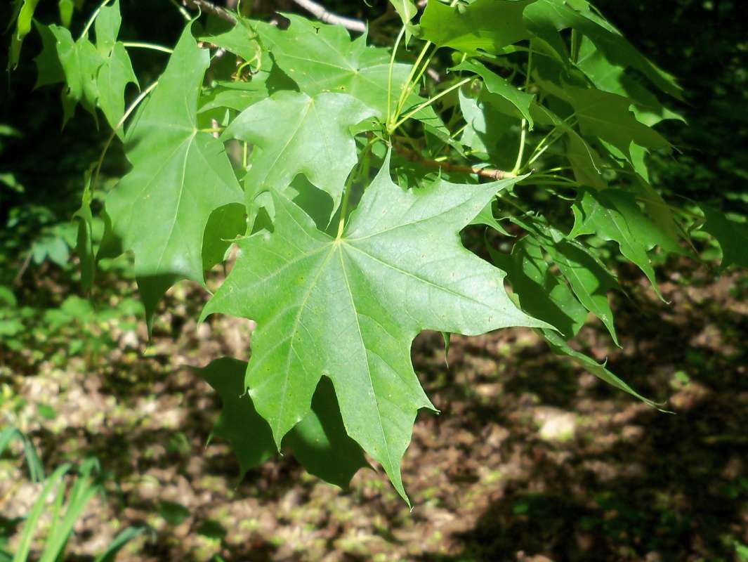 Leaf<br>(Location of Picture: Klehm Arb., Illinois, June 2, 2016)