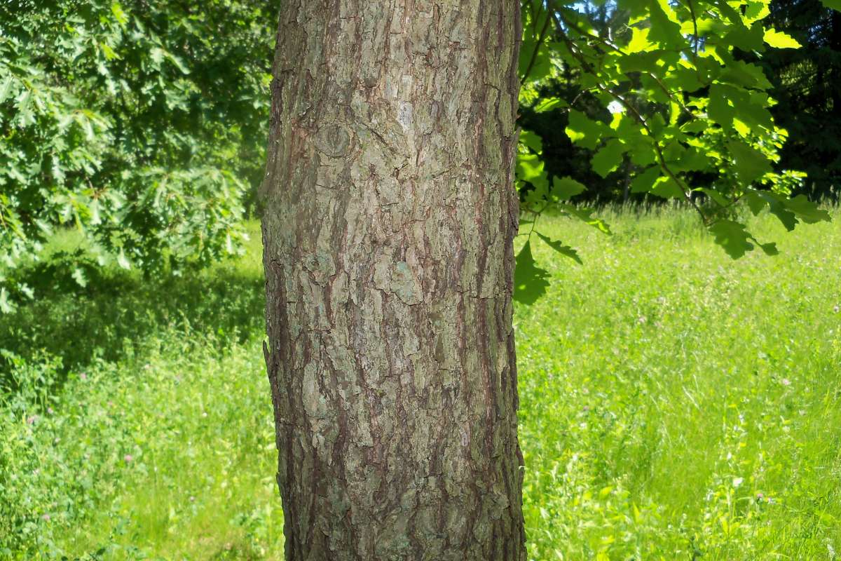Leaf - Late Spring<br>(Location of Picture: Klehm Arb., Illinois, June 2, 2016)