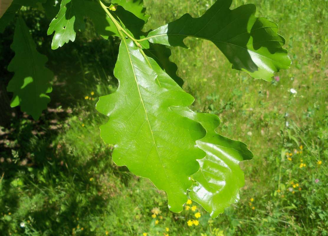 Bark - Young Tree<br>(Location of Picture: Klehm Arb., Illinois, June 2, 2016)