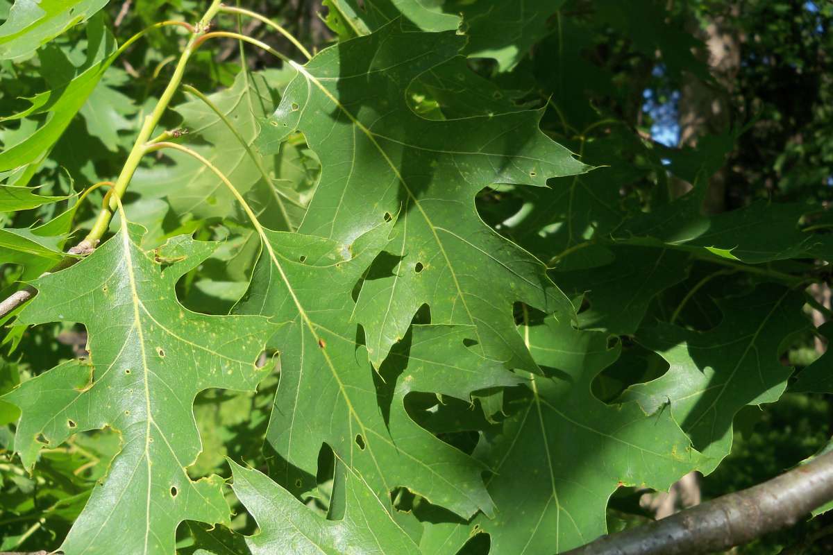 Leaves<br>(Location of Picture: Klehm Arb., Illinois, June 2, 2016)