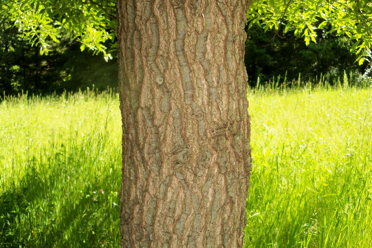 Bark<br>(Location of Picture: Klehm Arb., Illinois, June 2, 2016)