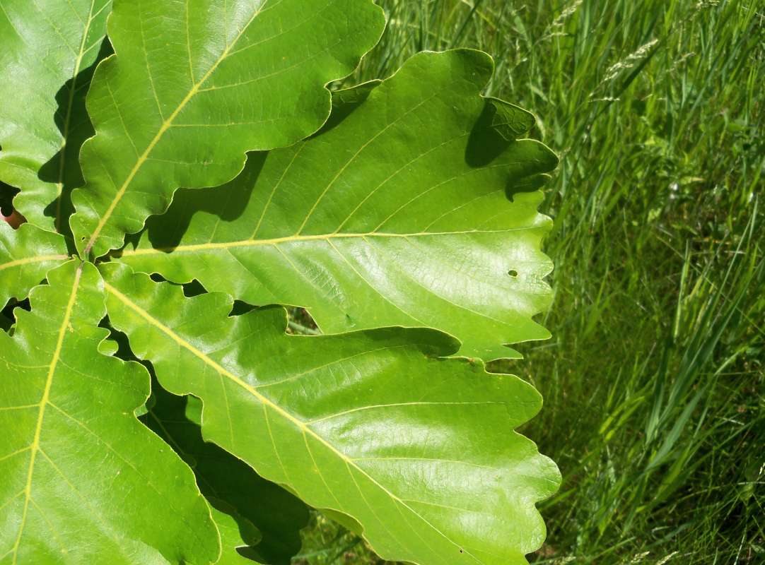 Leaves<br>(Location of Picture: Klehm Arb., Illinois, June 2, 2016)