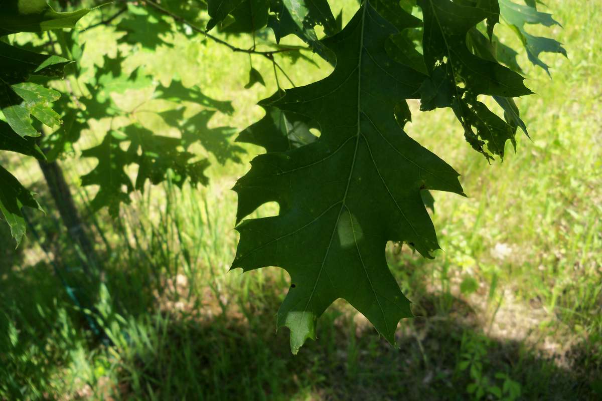 Late Spring Leaf<br>(Location of Picture: Klehm Arb., Illinois, June 2, 2016)