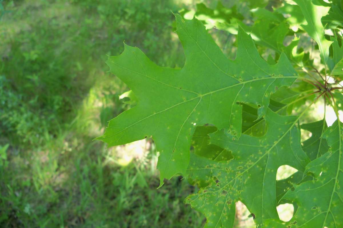Late Spirng Leaf<br>(Location of Picture: Klehm Arb., Illinois, June 2, 2016)