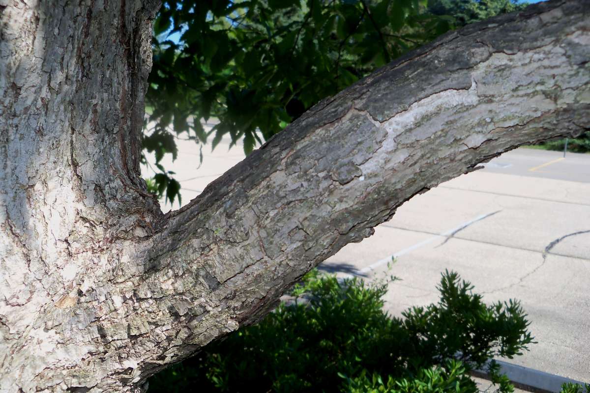 Limb<br>(Location of Picture: Klehm Arb., Illinois, June 2, 2016)