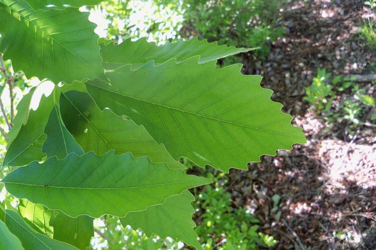 Leaves - Early June<br>(Location of Picture: Klehm Arb., Illinois, June 2, 2016)