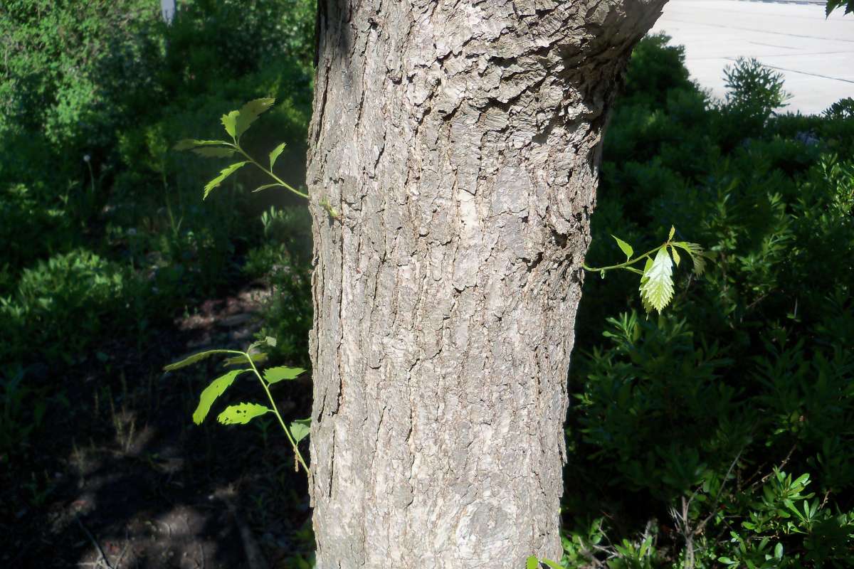 Bark<br>(Location of Picture: Klehm Arb., Illinois, June 2, 2016)
