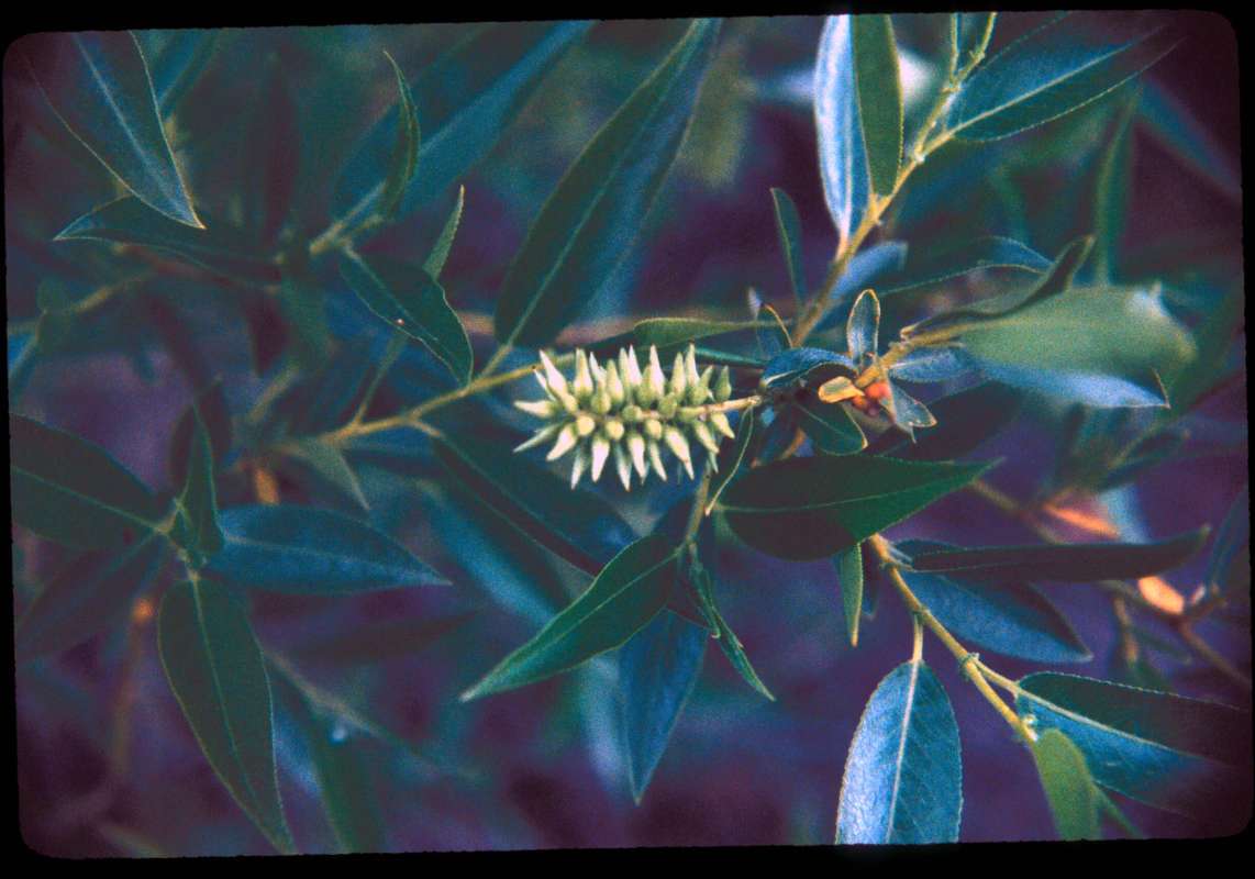 Reproduction<br>(Location of Picture: Snoqualime Pass, Wasington, USA)