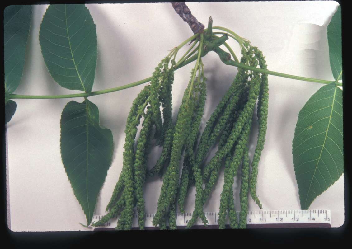Flower Raceme<br>(Origin of the Specimen: Lake Co, Illinois, May 28, 1999)