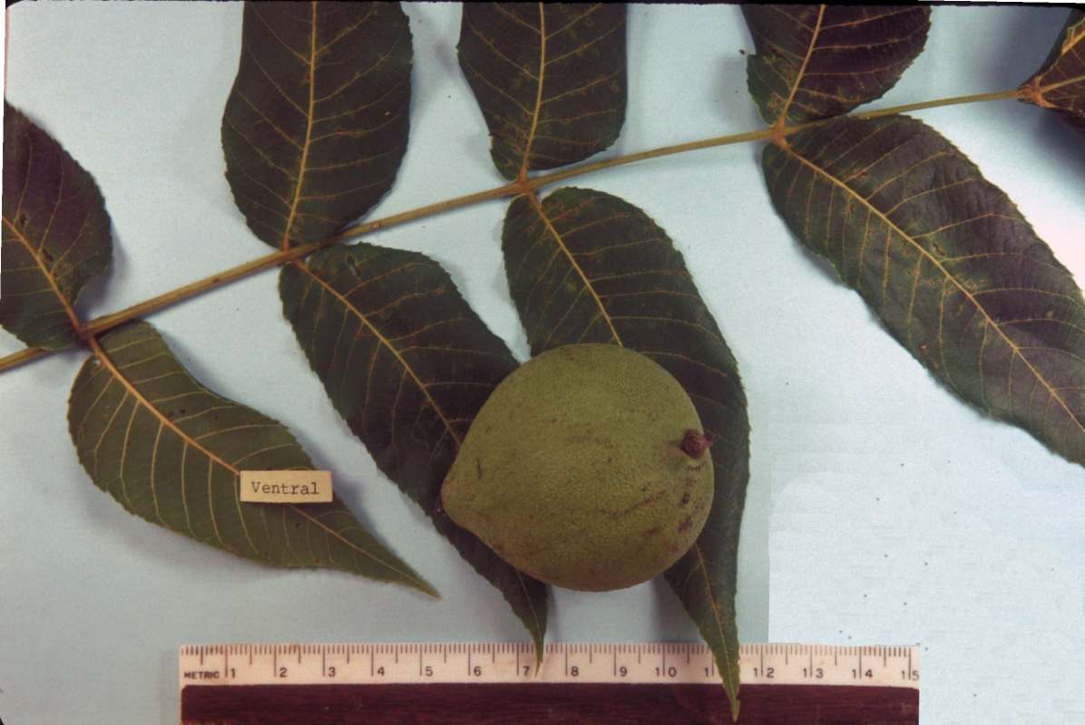 Fruit With Leaves<br>(Origin of the Specimen: Lake Co, Illinois, July 24, 1999)