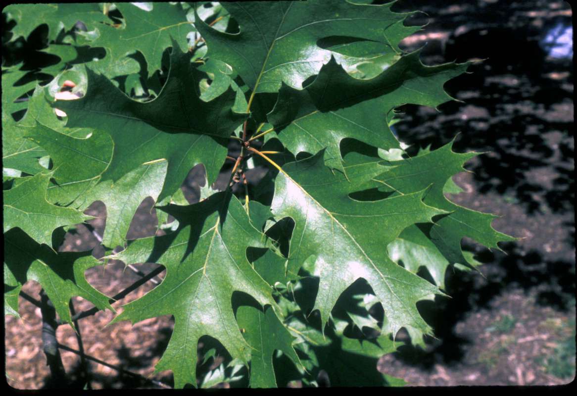 Leaves<br>(Location of Picture: CHS, Glencoe, Illinois, USA)