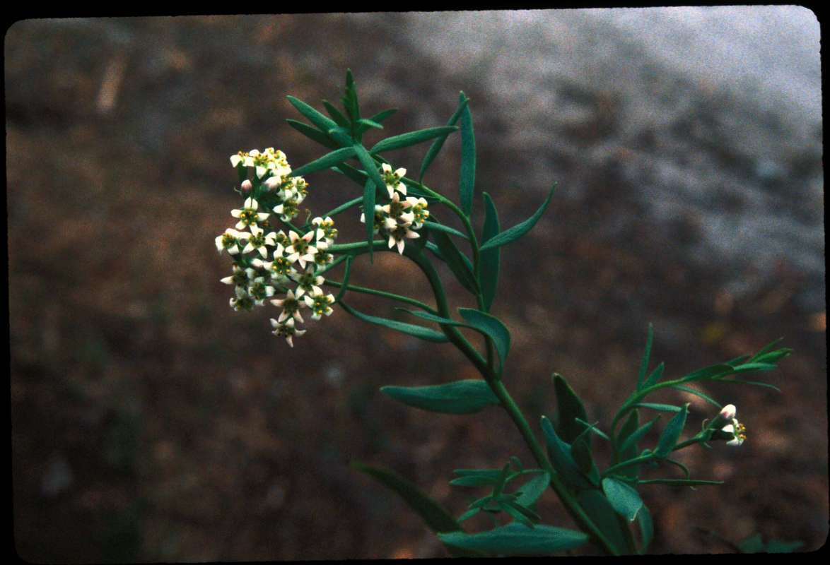 Top Of Plant in  Bloom<br>(Location of Picture: Neville Ridge, Washington, USA)