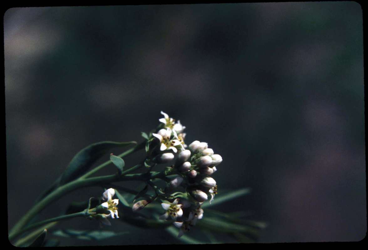 Flowers - Side View<br>(Location of Picture: Neville Ridge, Washington, USA)