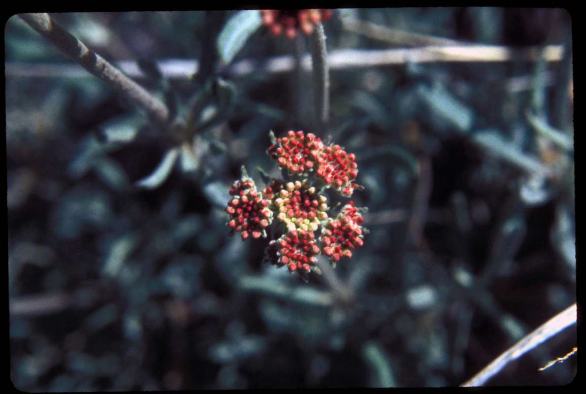 Close View<br>(Location of Picture: Beaver Lake, Wa, USA, May 9, 2000)