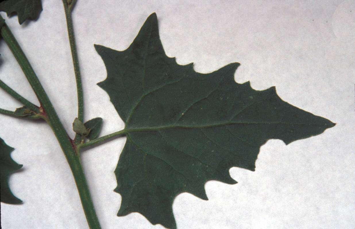 Leaf and Stem<br>(Location of Picture: Rebecca Lake, Washington, USA)