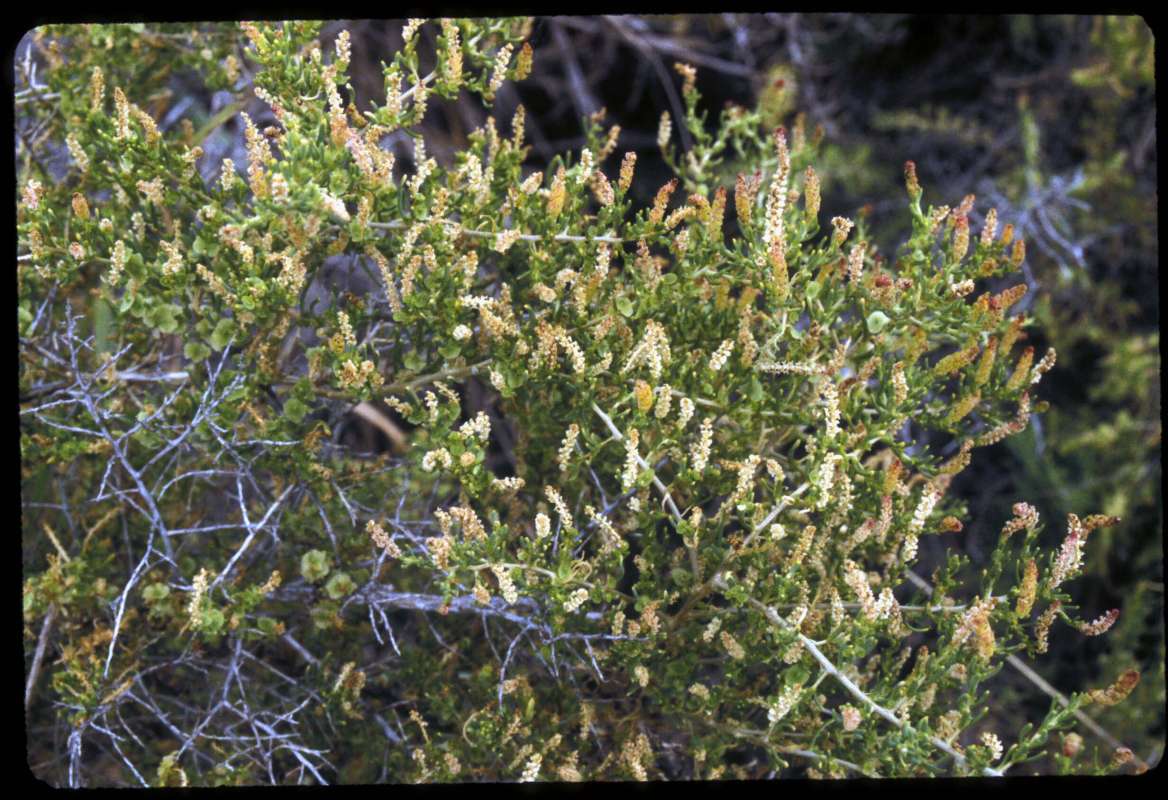 Flowers<br>(Location of Picture: Leahy Junction, Washington, USA)