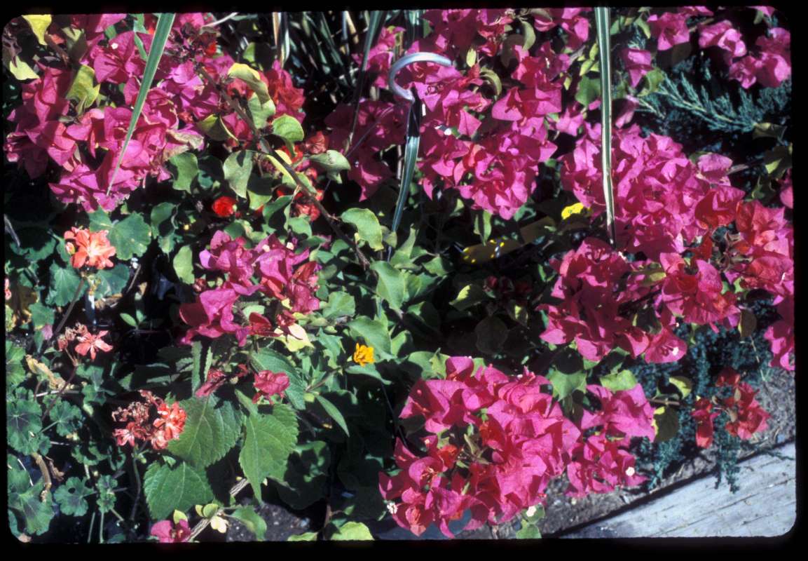 Garden View<br>(Location of Picture: Okanogan, Wa, USA, Aug 30, 2000)