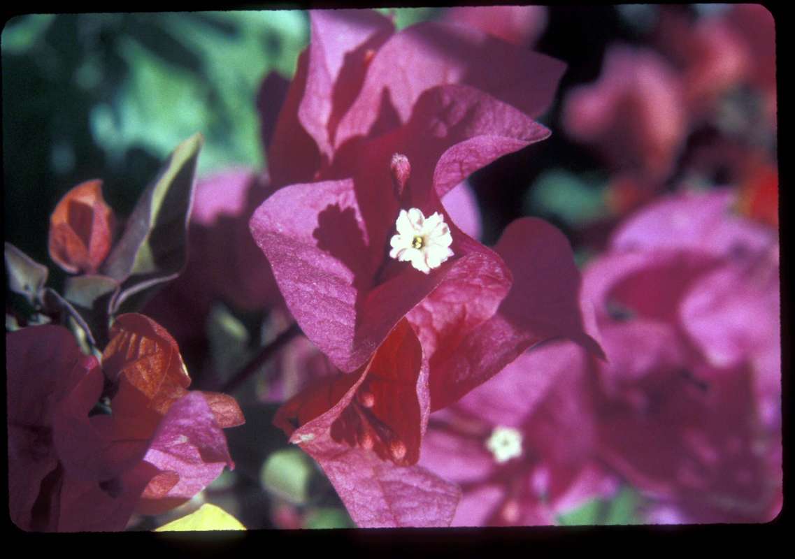 Flower<br>(Location of Picture: Okanogan, Wa, USA, Aug 30, 2000)