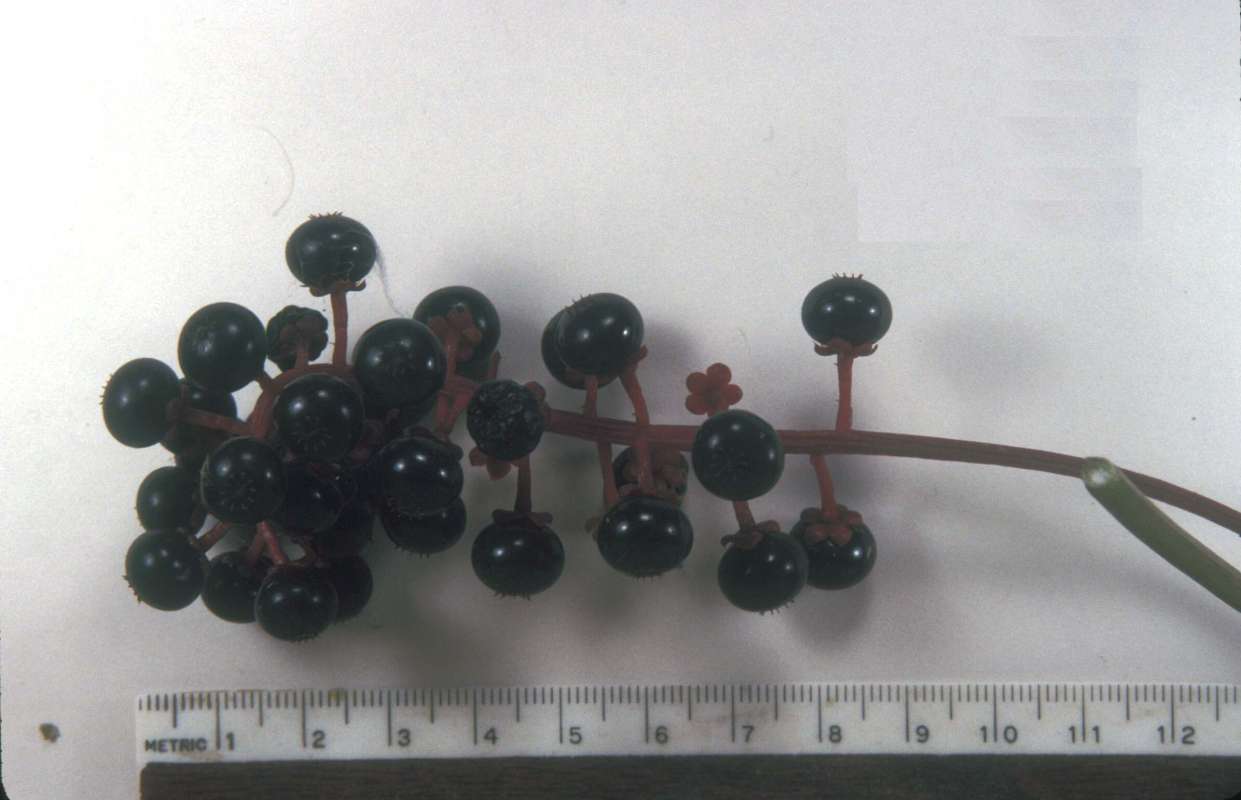 Fruit<br>(Origin of the Specimen: Mchenry, Illinois, USA)