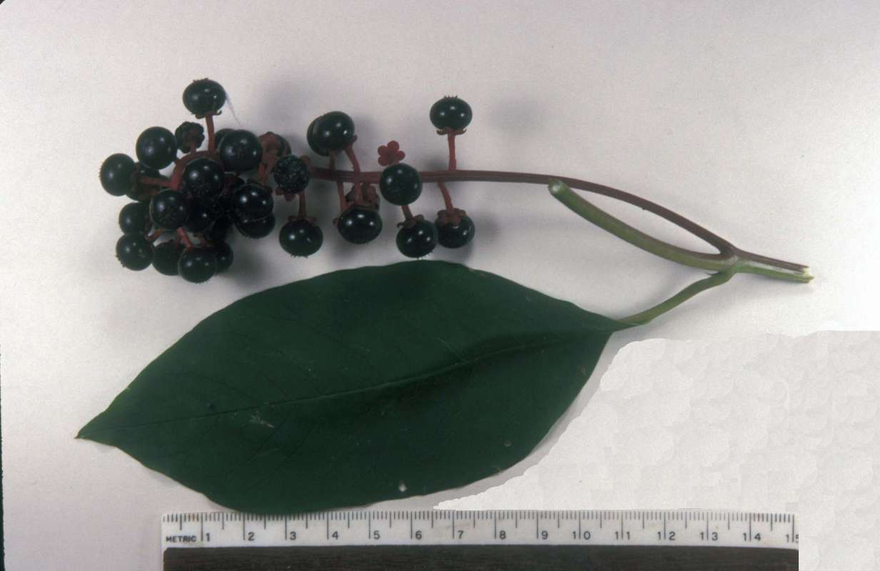 Leaf and Fruit<br>(Origin of the Specimen: Mchenry, Illinois, USA)
