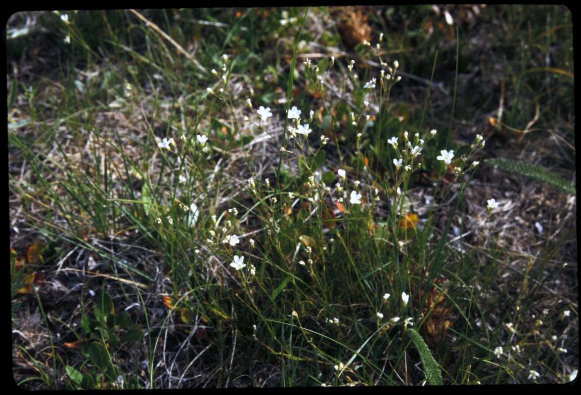 Habitat<br>(Location of Picture: Mutton Creek, Washington, USA)