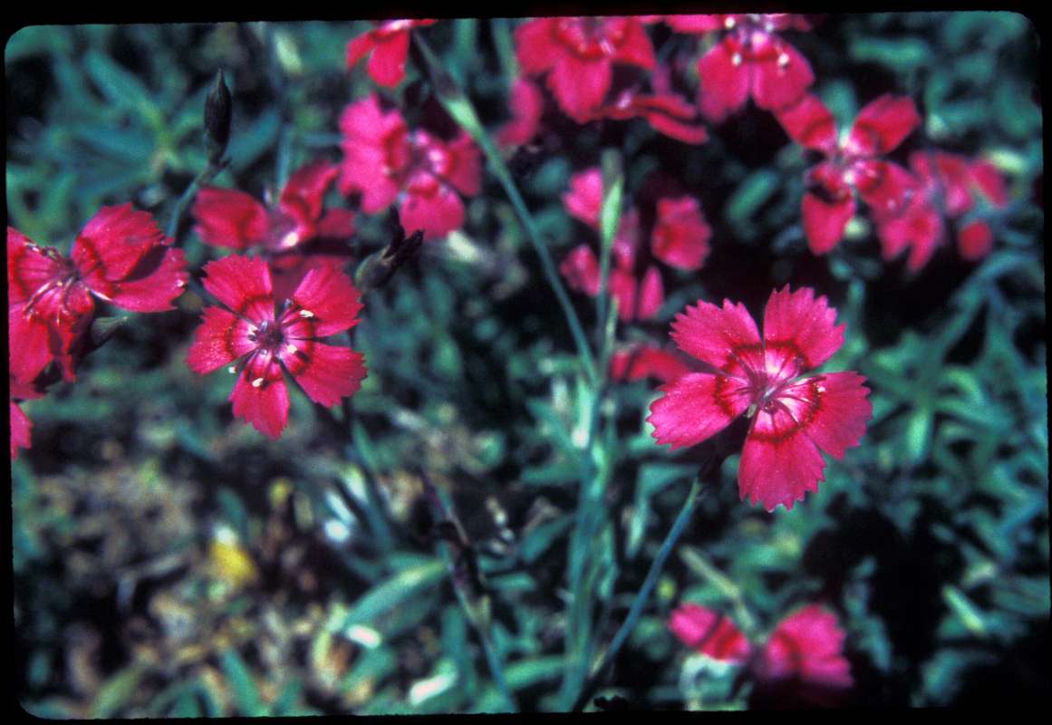 Flowers<br>(Location of Picture: Pleasant Valley, Washington, USA)