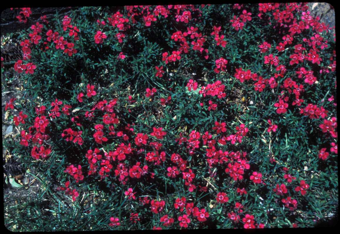 Garden View<br>(Location of Picture: Pleasant Valley, Washington, USA)