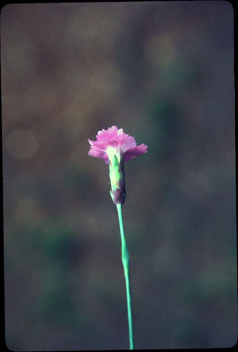 Flower - Side View<br>(Location of Picture: Okanogan, Washington, USA)