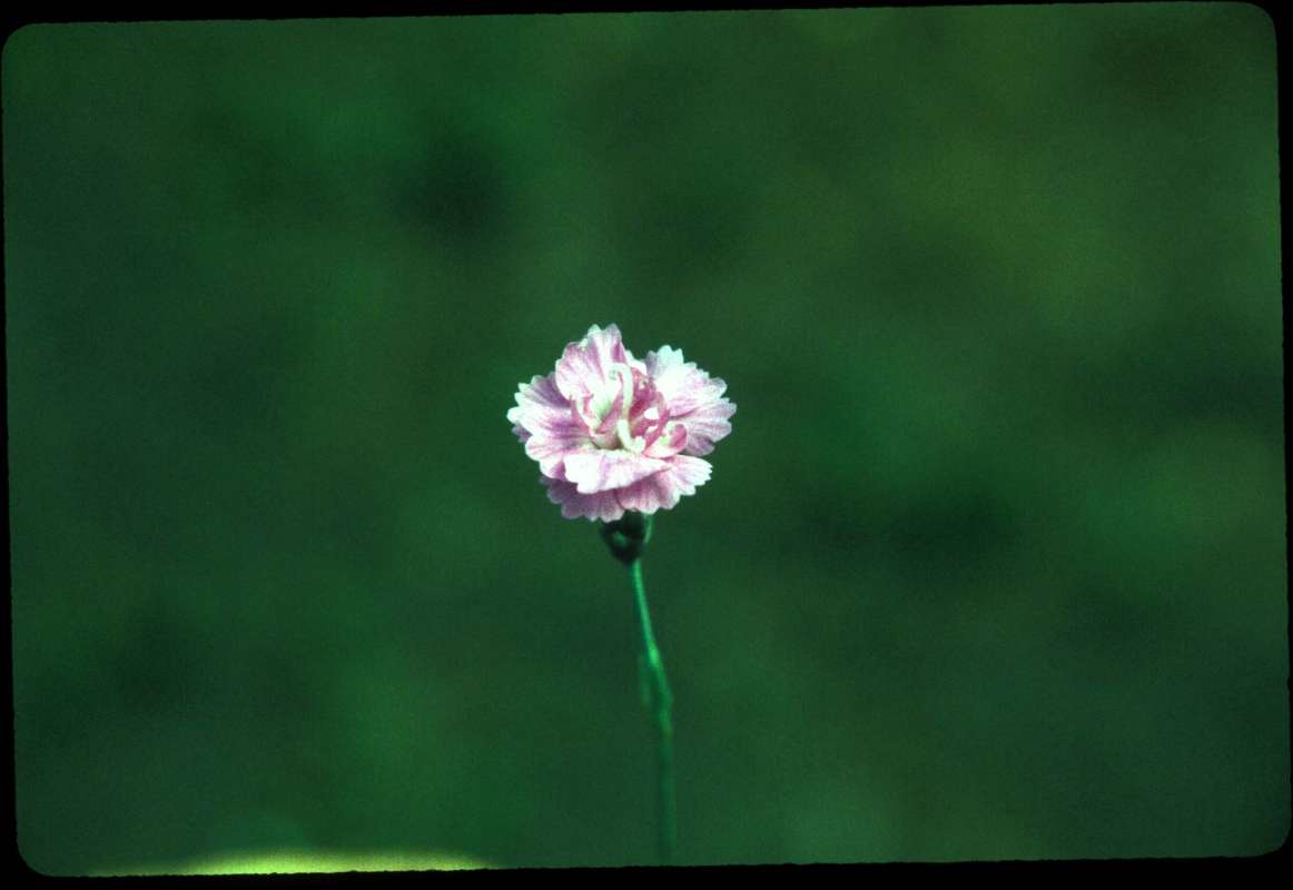 Flower - Angle View<br>(Location of Picture: Okanogan, Washington, USA)