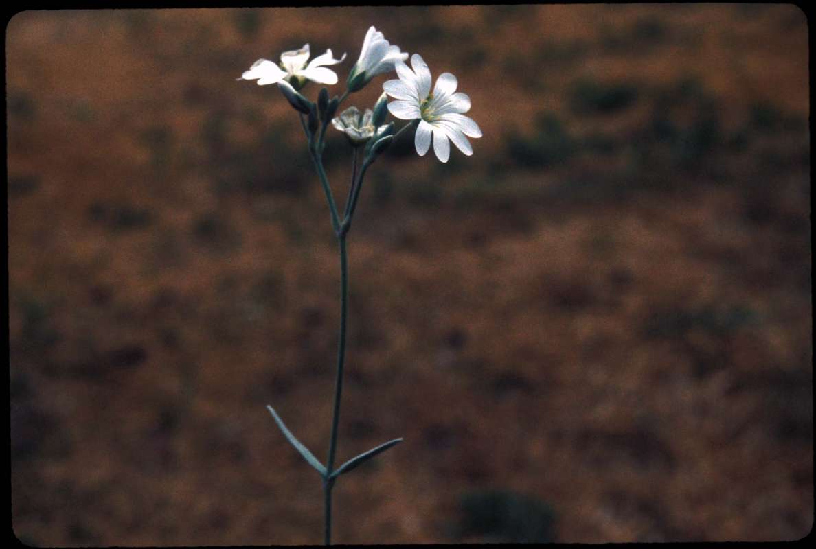 Top of Plant in  Bloom<br>(Location of Picture: Okanogan, Washington, USA)
