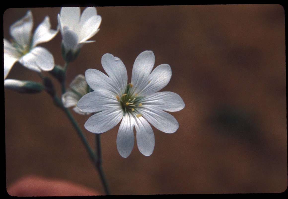 Flower - Front View<br>(Location of Picture: Okanogan, Washington, USA)