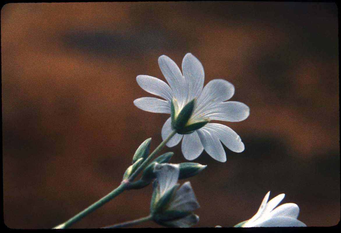 Flower - Back View<br>(Location of Picture: Okanogan, Washington, USA)