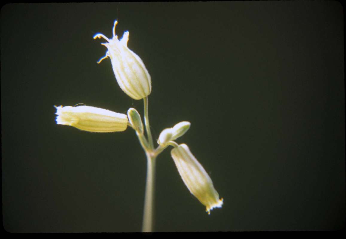 Flowers<br>(Location of Picture: Conconully, Washington, USA)