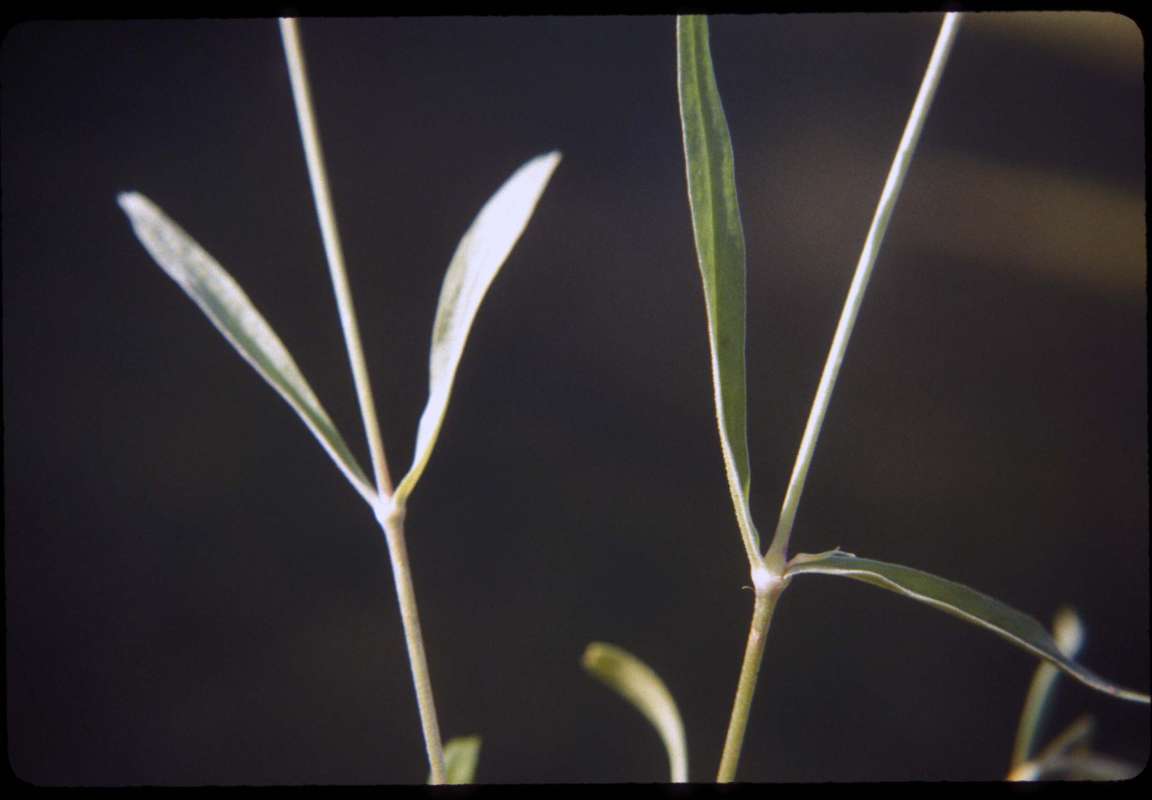 Leaves<br>(Location of Picture: Conconully, Washington, USA)